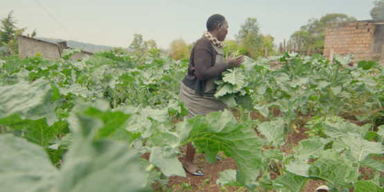 Vegetable Farming